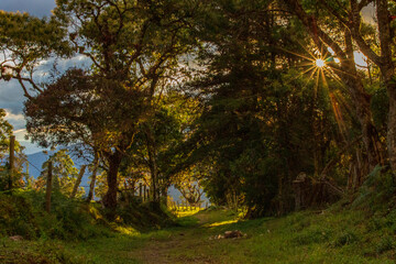 Fototapeta premium Camino de árboles