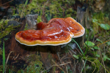 Fruit bodies of Ganoderma lucidum on the trunk of a tree.