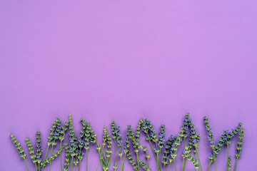Lavender blossom on purple background, top view, flat lay, copy space