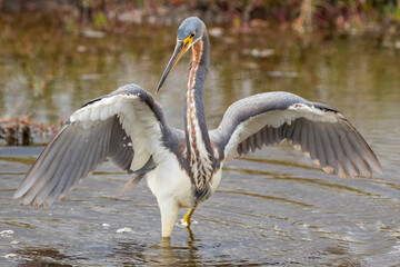 Tri-colored Heron