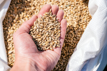 Hand full of grain over a bag of grain.Agriculture and harvest concept. Selective focus with shallow depth of field
