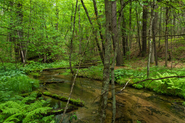 Fototapeta na wymiar Stream in the Forest