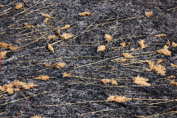 Burned grass and weeds on the field. Plants on the fire. Air pollution theme