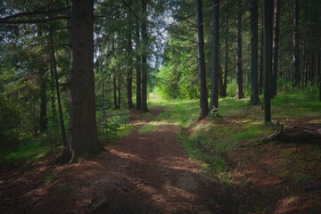 Summer landscape footpath in spruce forest on.