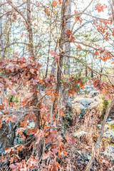 Tree with dried brown autumn leaves in winter