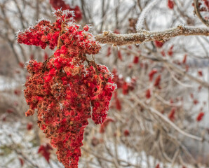 Sumac branch in forest with red berries in winter covered in frost closeup nobody