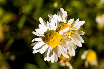 Obraz premium Two white daisy chamomile flowers wildflowers macro closeup