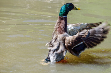 Green duck bathing in pond and splashing water