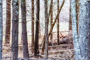 Winter bare forest with logs on ground