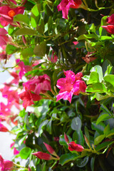 Flora from Santa Cruz de Tenerife, Canary Islands, Spain. Flowers and plants, beautiful nature in Summer