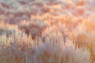 Soft sun sunset rays sunlight lift through grass green desert sage brush plants in Ranchos de Taos...