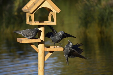bird house on a branch