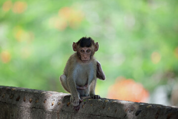 可愛いサル