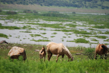 Fototapeta premium horses on the lake