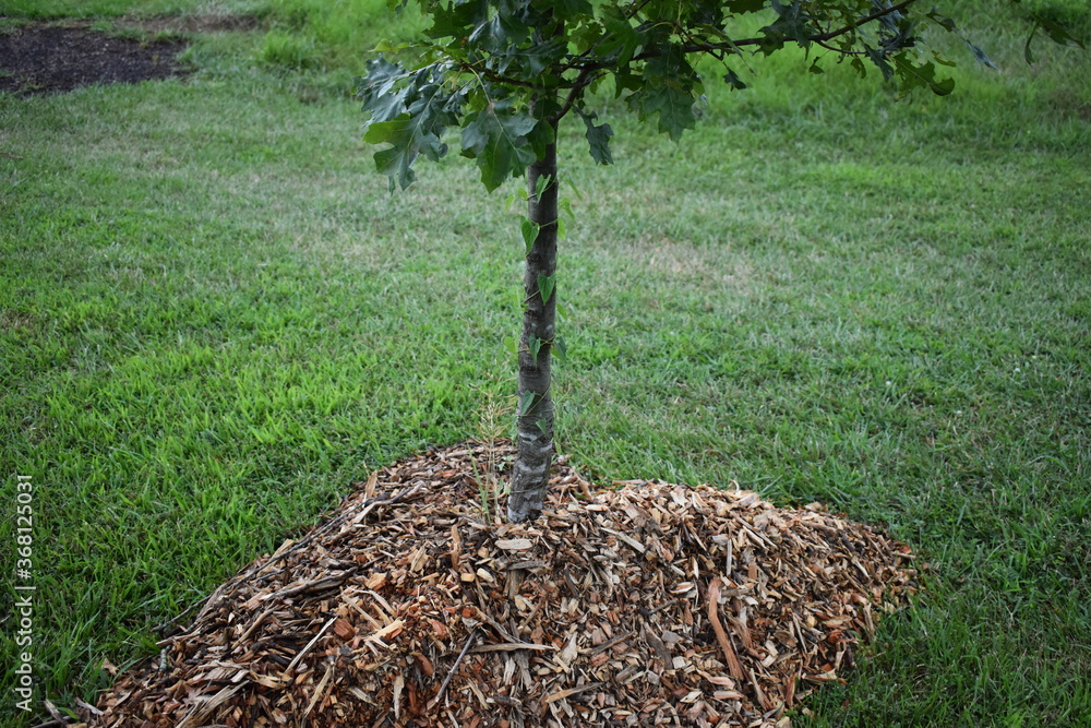 Canvas Prints mulch bedding