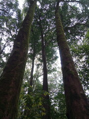 bottom view of tallest tree