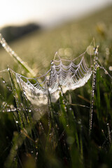 Shining Spiderweb