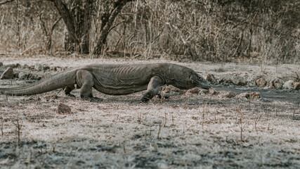 Rinca Island, Komodo National Park - Indonesia