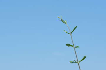 Obraz premium Olive tree branch of clear blue sky background. Simple image with room for copy text. Peace symbol.
