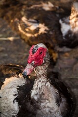 Handsome male Indo duck close up.
