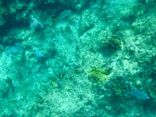 Naklejka na ściany i meble Under the sea in the Bahamas