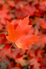 Naklejka na ściany i meble Red maple leaf in the fall