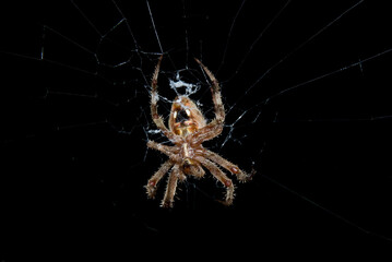 Barn spider at night