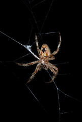 Barn spider at night