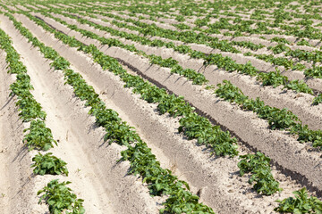 an agricultural field where potatoes