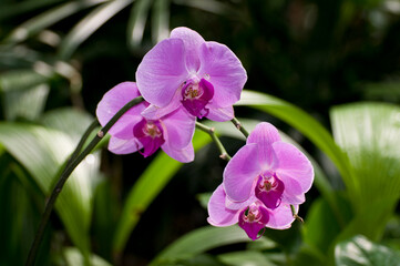 Hybrid orchid. Species Phalaenopsis.