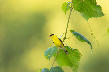 Goldfinch on a branch