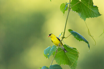 American Goldfinch on vine looking right