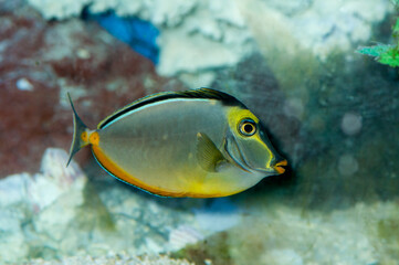 Fototapeta na wymiar A colorful Naso Tang, an aquarium fish swimming in the coral.