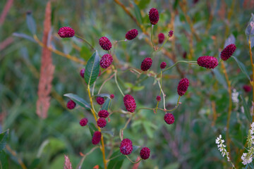 Great burnet Sanguisorba officinalis Greater burnet flower.