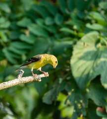 Female goldfinch