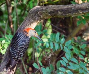 Red Bellied Woodpecker looking confused. 