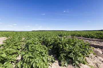 Fototapeta na wymiar potatoes are grown