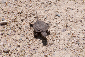 Baby Snapping Turtle heading to the lake.
