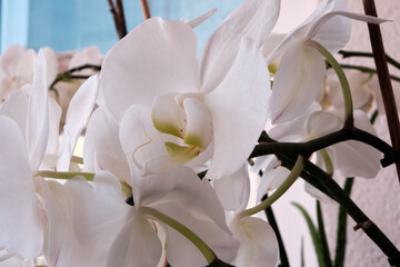 Phalaenopsis White Orchid