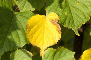 different plants during the autumn season