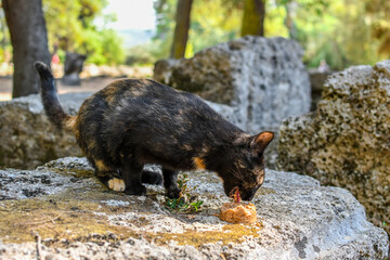 A stray short haired tortoiseshell cat eats a can of food placed on a stone among the ancient ruins...
