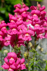 Antirrhinum majus bright colorful flowering plant, group of snapdragon flowers in bloom