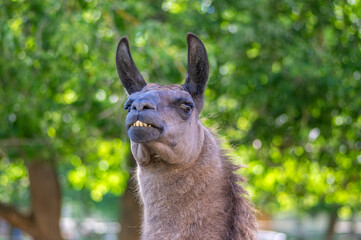 Fototapeta premium Funny lama glama portrait, dark brown hairy animal, funny face expression, outdoors and daylight