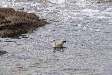 Jeune goéland sur l'eau .