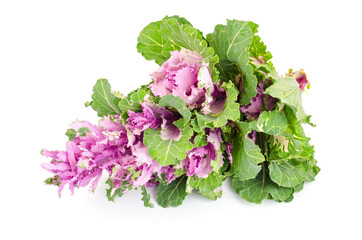 Decorative cabbage with purple flowers. Studio Photo