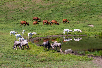 Bongo's, Addax and Wildebeest grazing near a watering hole