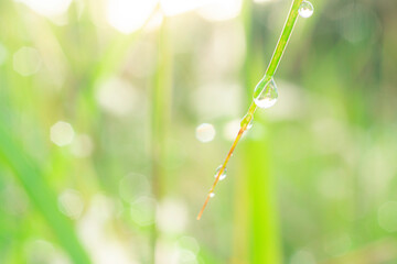 Closeup meadow and lawn with bokeh of dewdrop reflect morning sunlight