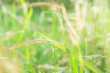 Closeup meadow and lawn with bokeh of dewdrop reflect morning sunlight