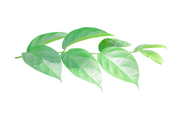 Green leaves on branch isolated on white background. with clipping path.