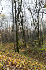 Fototapeta premium different plants during the autumn season